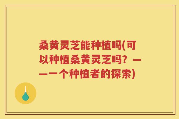 桑黄灵芝能种植吗(可以种植桑黄灵芝吗？——一个种植者的探索)