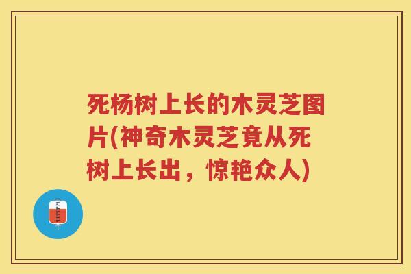 死杨树上长的木灵芝图片(神奇木灵芝竟从死树上长出，惊艳众人)