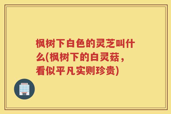 枫树下白色的灵芝叫什么(枫树下的白灵菇，看似平凡实则珍贵)