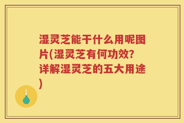 湿灵芝能干什么用呢图片(湿灵芝有何功效？详解湿灵芝的五大用途)