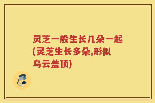 灵芝一般生长几朵一起(灵芝生长多朵,形似乌云盖顶)
