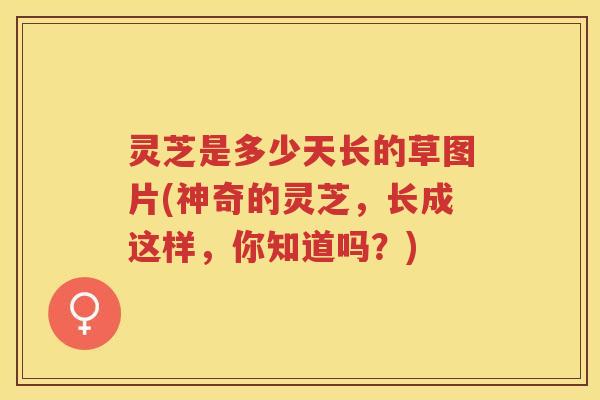 灵芝是多少天长的草图片(神奇的灵芝,长成这样,你知道吗?) 灵芝是多少天长的草图片(神奇的灵芝,长成这样,你知道吗?)