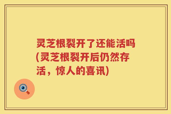 灵芝根裂开了还能活吗(灵芝根裂开后仍然存活，惊人的喜讯)