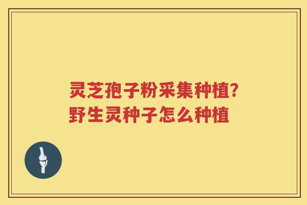 灵芝孢子粉采集种植?野生灵种子怎么种植 灵芝孢子粉采集种植?野生灵种子怎么种植
