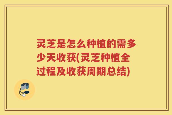 灵芝是怎么种植的需多少天收获(灵芝种植全过程及收获周期总结)