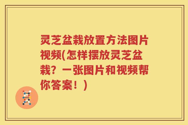 灵芝盆栽放置方法图片视频(怎样摆放灵芝盆栽？一张图片和视频帮你答案！)