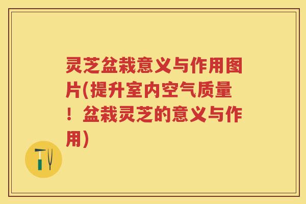 灵芝盆栽意义与作用图片(提升室内空气质量！盆栽灵芝的意义与作用)