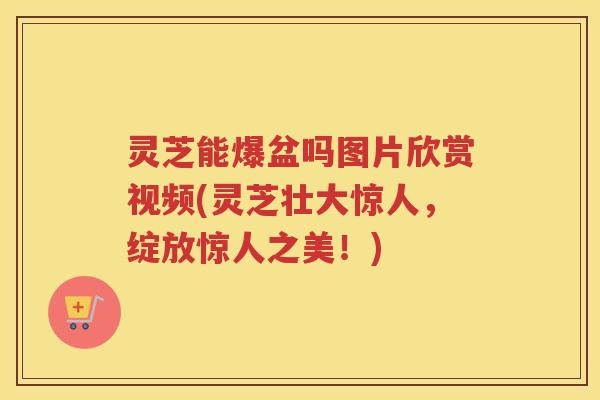 灵芝能爆盆吗图片欣赏视频(灵芝壮大惊人，绽放惊人之美！)