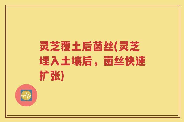 灵芝覆土后菌丝(灵芝埋入土壤后,菌丝快速扩张)