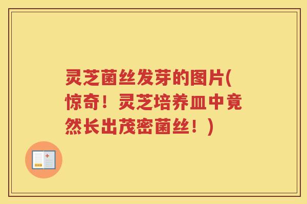 灵芝菌丝发芽的图片(惊奇！灵芝培养皿中竟然长出茂密菌丝！)