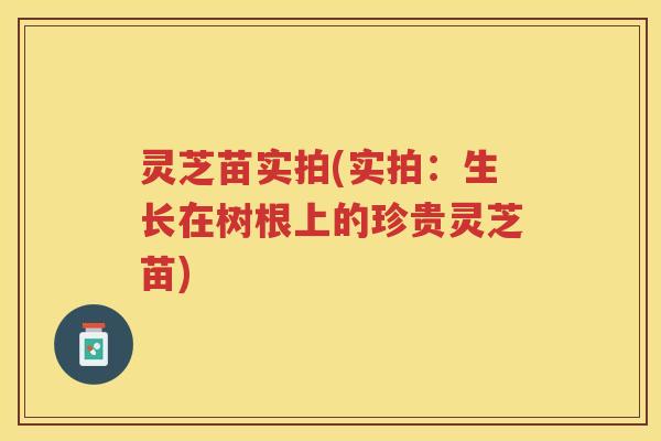 灵芝苗实拍(实拍：生长在树根上的珍贵灵芝苗)