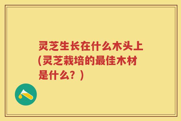 灵芝生长在什么木头上(灵芝栽培的佳木材是什么?) 灵芝生长在什么木头上(灵芝栽培的佳木材是什么?)