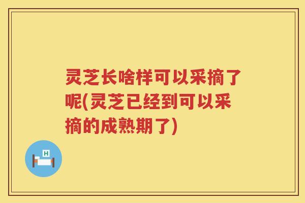 灵芝长啥样可以采摘了呢(灵芝已经到可以采摘的成熟期了)