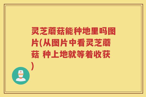 灵芝蘑菇能种地里吗图片(从图片中看灵芝蘑菇 种上地就等着收获)