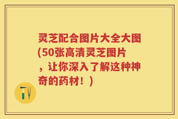 灵芝配合图片大全大图(50张高清灵芝图片，让你深入了解这种神奇的药材！)