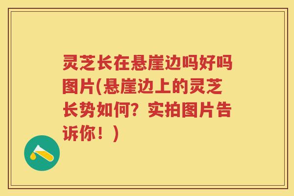 灵芝长在悬崖边吗好吗图片(悬崖边上的灵芝长势如何？实拍图片告诉你！)