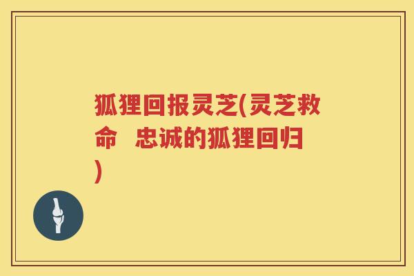 狐狸回报灵芝(灵芝救命 忠诚的狐狸回归) 狐狸回报灵芝(灵芝救命 忠诚的狐狸回归)