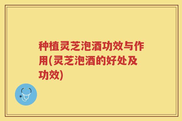 种植灵芝泡酒功效与作用(灵芝泡酒的好处及功效)