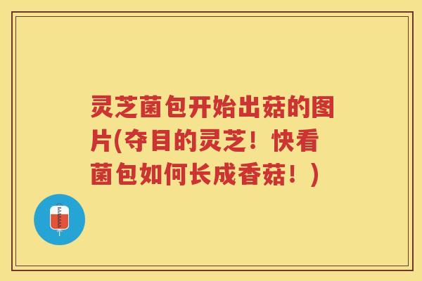 灵芝菌包开始出菇的图片(夺目的灵芝！快看菌包如何长成香菇！)