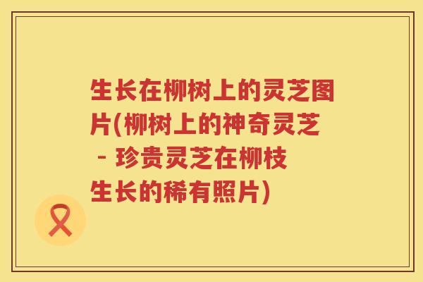 生长在柳树上的灵芝图片(柳树上的神奇灵芝 - 珍贵灵芝在柳枝生长的稀有照片)