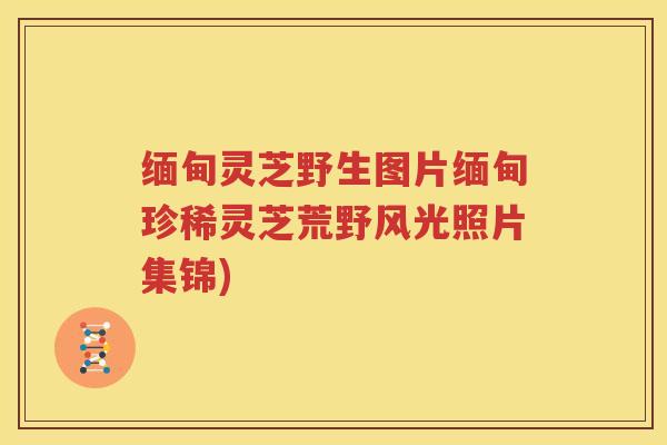 缅甸灵芝野生图片缅甸珍稀灵芝荒野风光照片集锦)