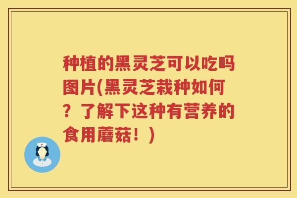 种植的黑灵芝可以吃吗图片(黑灵芝栽种如何？了解下这种有营养的食用蘑菇！)