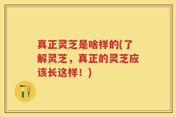 真正灵芝是啥样的(了解灵芝，真正的灵芝应该长这样！)