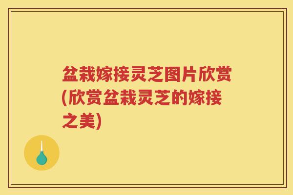 盆栽嫁接灵芝图片欣赏(欣赏盆栽灵芝的嫁接之美)