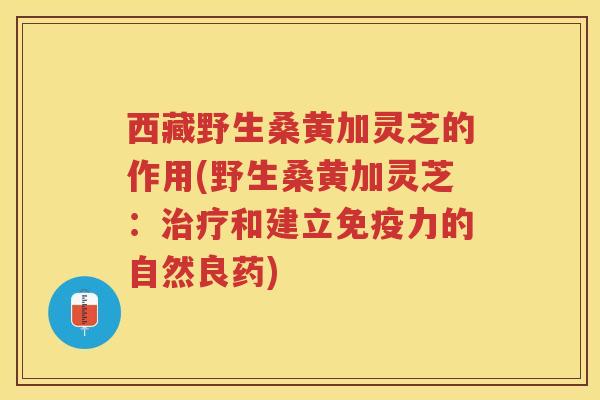 西藏野生桑黄加灵芝的作用(野生桑黄加灵芝：治疗和建立免疫力的自然良药)