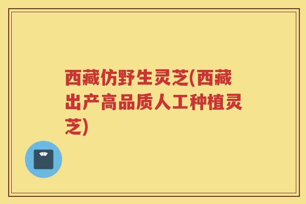 西藏仿野生灵芝(西藏出产高品质人工种植灵芝) 西藏仿野生灵芝(西藏出产高品质人工种植灵芝)