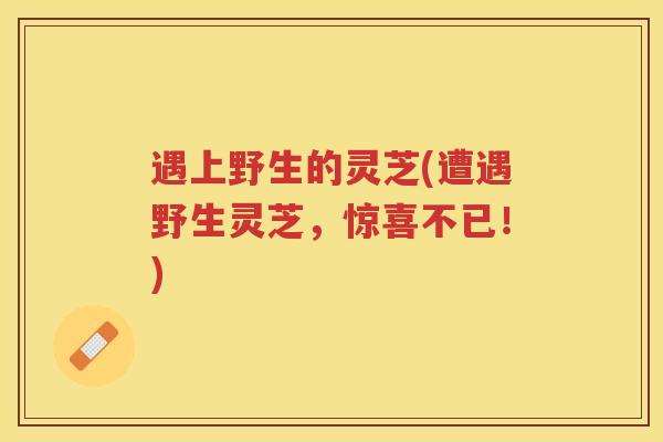 遇上野生的灵芝(遭遇野生灵芝，惊喜不已！)