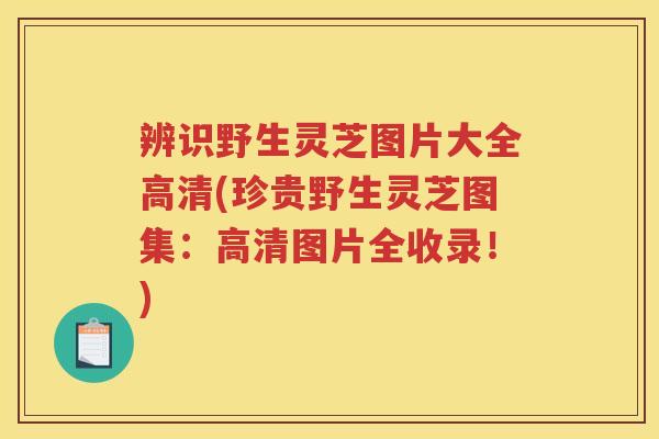 辨识野生灵芝图片大全高清(珍贵野生灵芝图集:高清图片全收录!) 辨识野生灵芝图片大全高清(珍贵野生灵芝图集:高清图片全收录!)