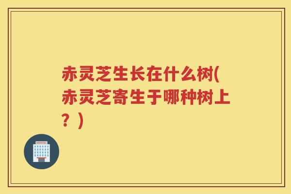 赤灵芝生长在什么树(赤灵芝寄生于哪种树上?) 赤灵芝生长在什么树(赤灵芝寄生于哪种树上?)