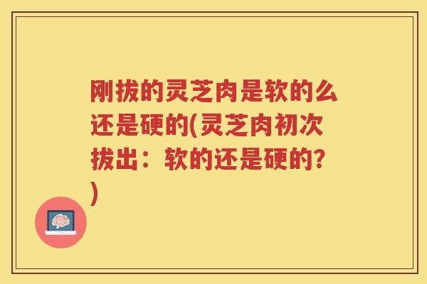 刚拔的灵芝肉是软的么还是硬的(灵芝肉初次拔出：软的还是硬的？)