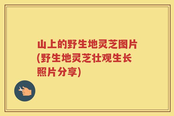 山上的野生地灵芝图片(野生地灵芝壮观生长照片分享)