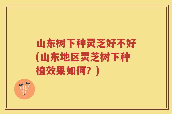 山东树下种灵芝好不好(山东地区灵芝树下种植效果如何？)