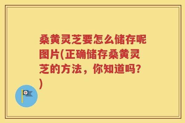 桑黄灵芝要怎么储存呢图片(正确储存桑黄灵芝的方法，你知道吗？)
