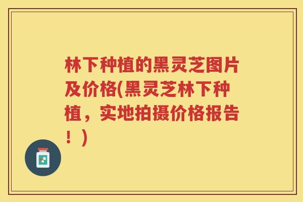 林下种植的黑灵芝图片及价格(黑灵芝林下种植,实地拍摄价格报告!)