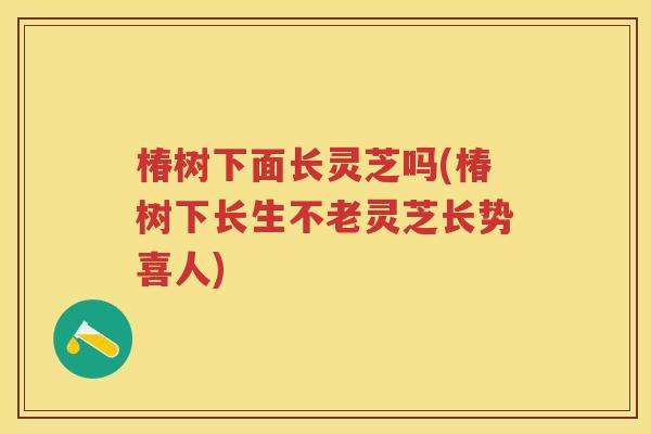 椿树下面长灵芝吗(椿树下长生不老灵芝长势喜人)