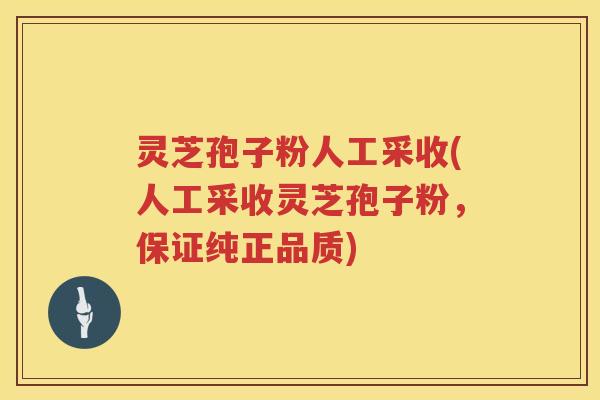灵芝孢子粉人工采收(人工采收灵芝孢子粉，保证纯正品质)