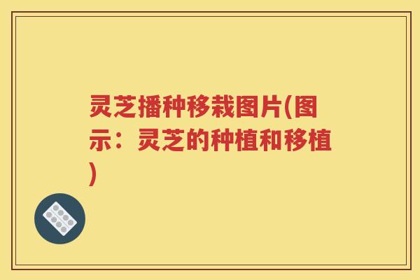 灵芝播种移栽图片(图示：灵芝的种植和移植)