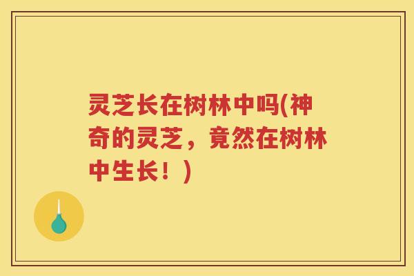灵芝长在树林中吗(神奇的灵芝，竟然在树林中生长！)