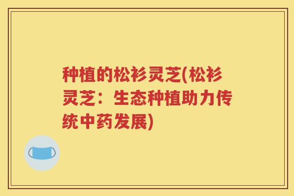 种植的松衫灵芝(松衫灵芝：生态种植助力传统发展)