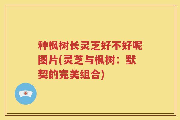 种枫树长灵芝好不好呢图片(灵芝与枫树：默契的完美组合)
