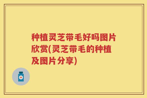 种植灵芝带毛好吗图片欣赏(灵芝带毛的种植及图片分享)