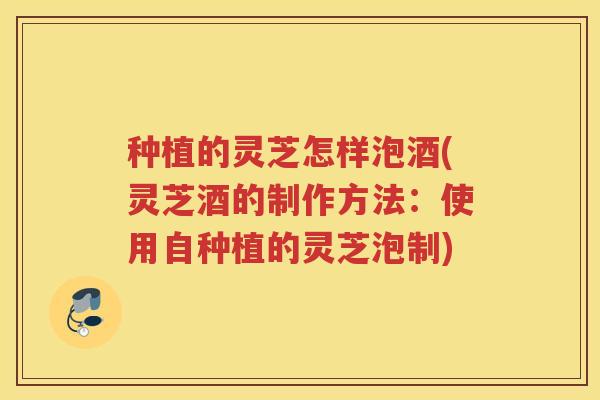 种植的灵芝怎样泡酒(灵芝酒的制作方法：使用自种植的灵芝泡制)