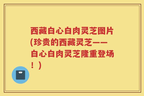 西藏白心白肉灵芝图片(珍贵的西藏灵芝——白心白肉灵芝隆重登场！)