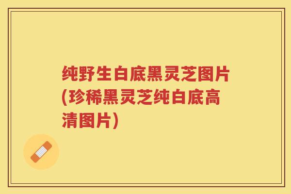 纯野生白底黑灵芝图片(珍稀黑灵芝纯白底高清图片)