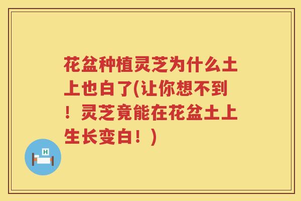 花盆种植灵芝为什么土上也白了(让你想不到！灵芝竟能在花盆土上生长变白！)