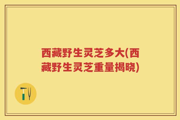西藏野生灵芝多大(西藏野生灵芝重量揭晓)